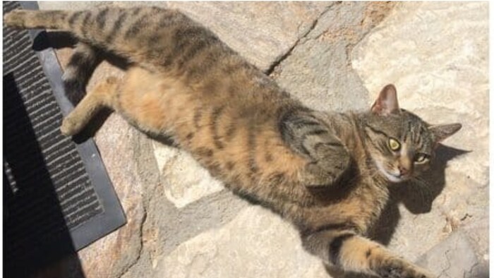 Kuscheltiger sucht Herzensmensch!