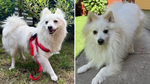 Wer möchte uns lieb haben? (Bild: Wir helfen Tieren)