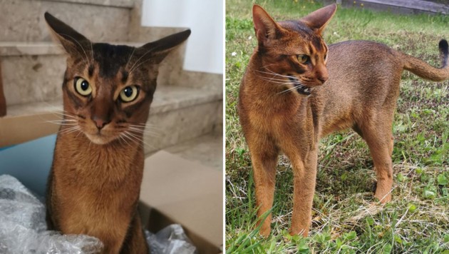 Der hübsche Kater wird schmerzlichst vermisst. (Bild: ZVG)