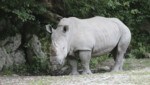 Das Nashorn „Yeti“ tötete eine Tierpflegerin. Trotz der Attacke wird es in Salzburg bleiben. Der Zoo sperrt am Freitag wieder auf. (Bild: Honorar)