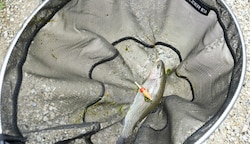 Ein Salzburger soll unerlaubterweise mit einem lebenden Rotauge gefischt haben (Symbolbild). (Bild: Bildagentur Muehlanger)