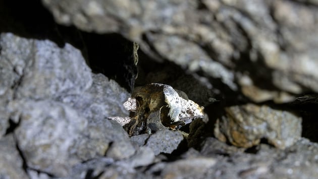 Der Totenkopf liegt in einer dunklen Ecke des Stiftsarmstollens und wurde erst heuer entdeckt. (Bild: Berger Susi)