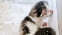 Die kleinen Samtpfoten werden jetzt im Tierheim aufgezogen. (Bild: Tierheim Parndorf)