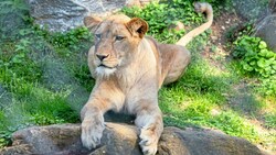 Löwenmutter Amira hat alle ihre Jungen jetzt verloren (Bild: Harry Schiffer Photodesign)