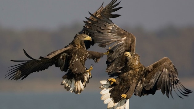 Die äußerst imposanten Greifvögel kehren in den Norden unseres Bundeslandes zurück. (Bild: Hoyer)