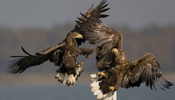 Die äußerst imposanten Greifvögel kehren in den Norden unseres Bundeslandes zurück. (Bild: Hoyer)