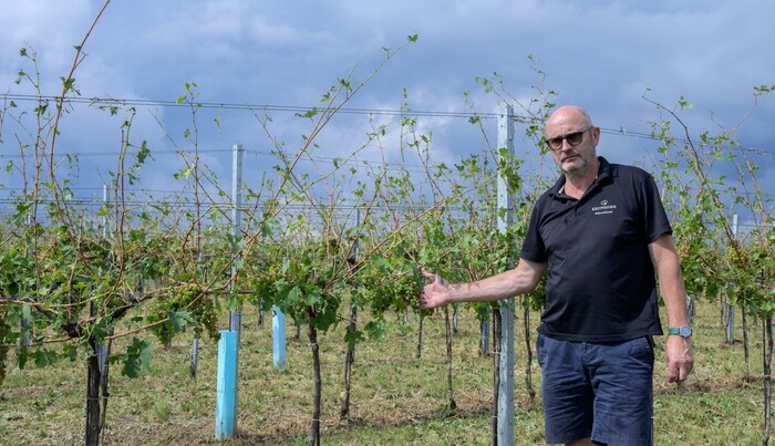 Winzer Erich Kroneder muss retten, was noch zu retten ist.