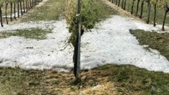 1500 Hektar in Niederösterreich wurden vom Hagel beschädigt. (Bild: Molnar Attila)