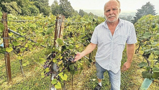 Ein Hagelunwetter im Juli hat dem Uhudler stark zugesetzt. Harald Kaiser, Obmann des Vereins „Freunde des Uhudler“, rechnet mit einem 50-prozentigen Ernteausfall. (Bild: Christian Schulter)