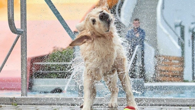 Rein ins Becken: Der letzte Tag in diesem Freibad ist den vierbeinigen Freunden gewidmet. (Bild: Schimmer)