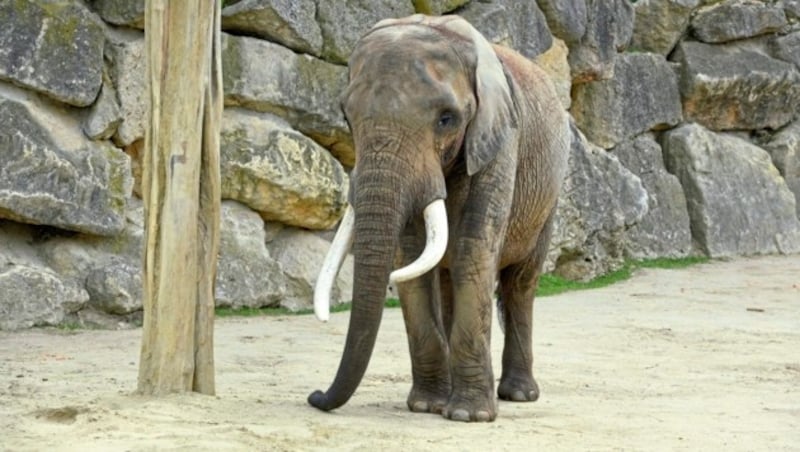 2005 spießte ein Elefant in Schönbrunn seinen Wärter auf. (Bild: Wolfgang Spitzbart)