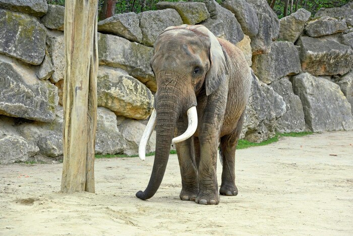 2005 spießte ein Elefant in Schönbrunn seinen Wärter auf.