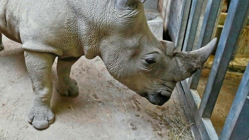 Nashorn-Kuh „Yeti“ tötete ihre Pflegerin mit dem Horn. (Bild: Markus Tschepp)