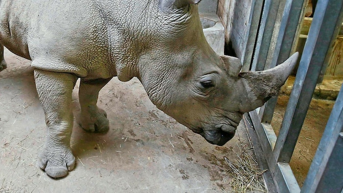 Nashorn-Kuh „Yeti“ tötete ihre Pflegerin mit dem Horn.