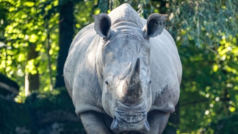 Nashorn „Yeti“ darf im Zoo bleiben. (Bild: Tschepp Markus)