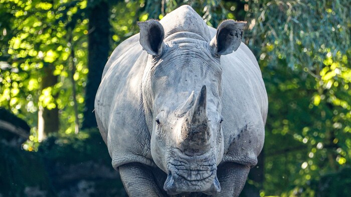 Nashorn „Yeti“ darf im Zoo bleiben.