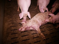In der Schweinemast im Bezirk St. Pölten herrschen fatale Zustände. (Bild: VGT.at)