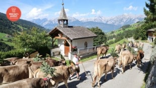 Almabtrieb mit traumhafter Kulisse auf das Karwendel-Gebirge.