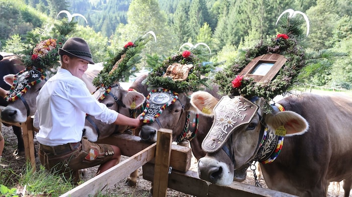 Fürs „Aufbuschen“ warten die Tiere nebeneinander.
