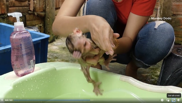Die Tierschützer dokumentierten mehr als 2800 Fälle von offensichtlichem Missbrauch. (Bild: asiaforanimals.com)