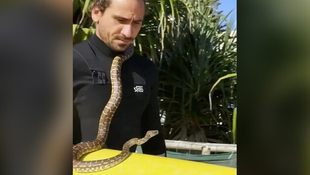 Surfer Higor Fiuza und sein Python gehen regelmäßig zusammen an der australischen Gold Coast surfen. (Bild: Instagram/@skymonkey5, Krone KREATIV)