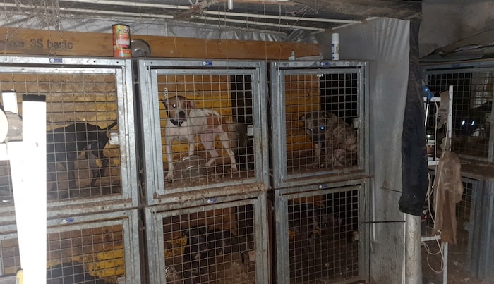 Die geretteten Hunde wurden in Tierasylen untergebracht