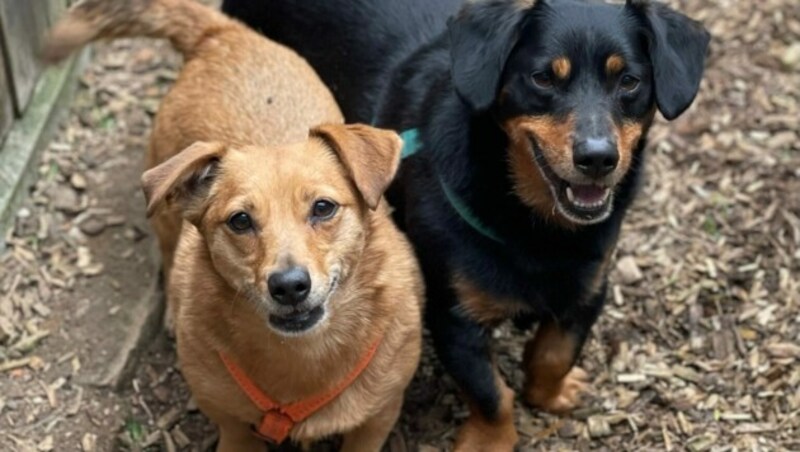 Molly und Mike suchen gemeinsam ein Zuhause. (Bild: zVg)