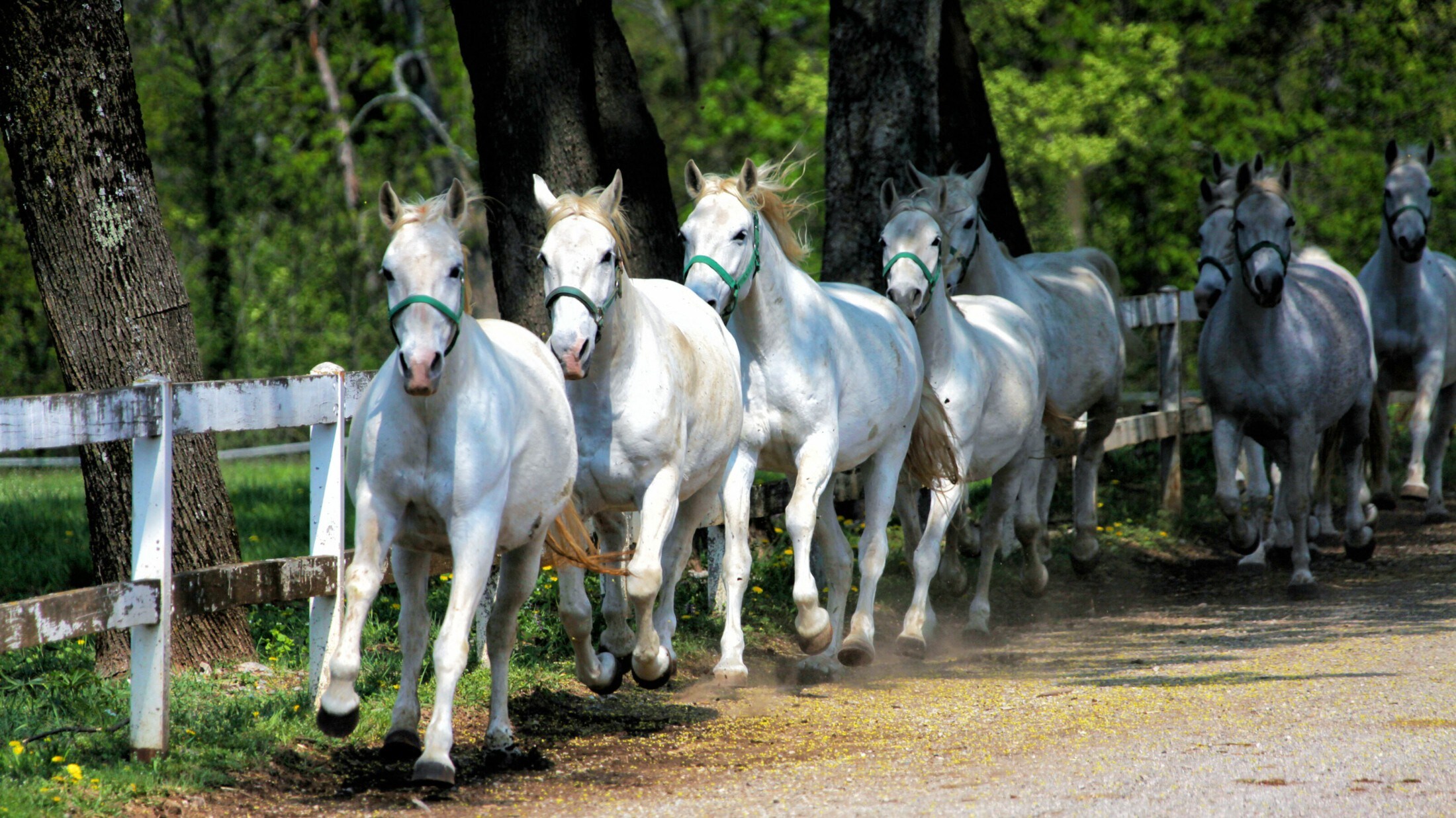 Die 35. Etappe führt in Slowenien zur „Wiege der Lipizzaner“. Direkt im Herzen des ältesten ...