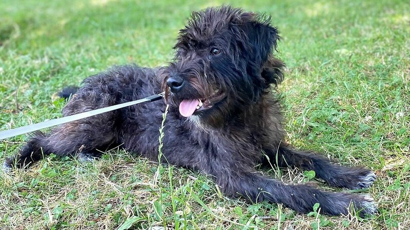 Ossi will sein Glück finden! (Bild: Nothilfe für Hunde)