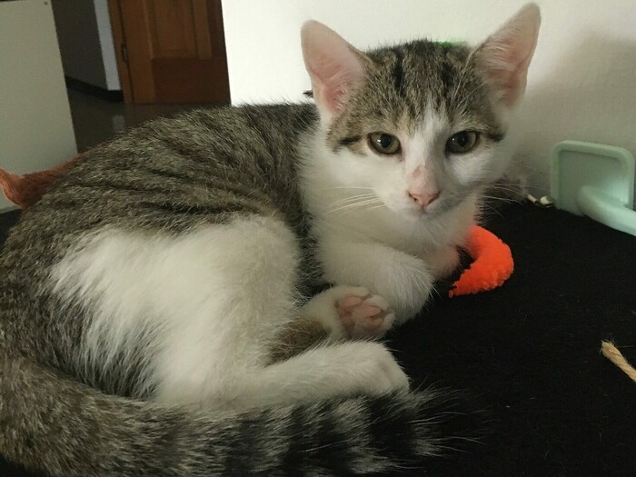 Tweety ist eine junge Schmusekatze