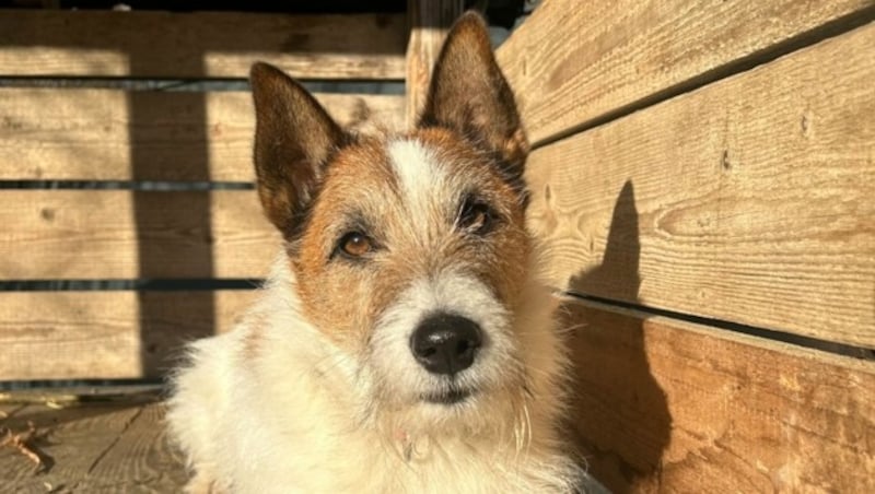 Terrier-Mix Kalle (Bild: Tierschutzheim Vorarlberg)