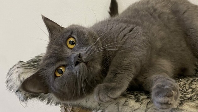 Die Britisch Kurzhaar-Katze Baya sucht einen Platz. (Bild: Tierschutzheim Vorarlberg)