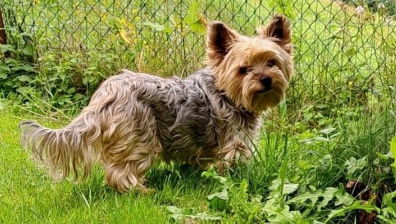 Yorkshire Terrier Sunny (Bild: Tierschutzheim Vorarlberg)