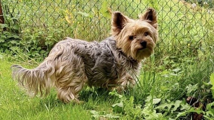 Yorkshire Terrier Sunny