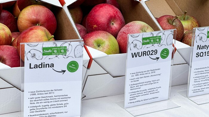 Diese neuen Sorten werden verstärkt angebaut.