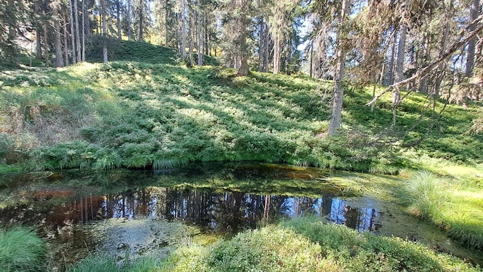 Dunkle Tümpel wie diese wurden früher gerne zum Zuhause von Fabelwesen erklärt. Und heute noch ...