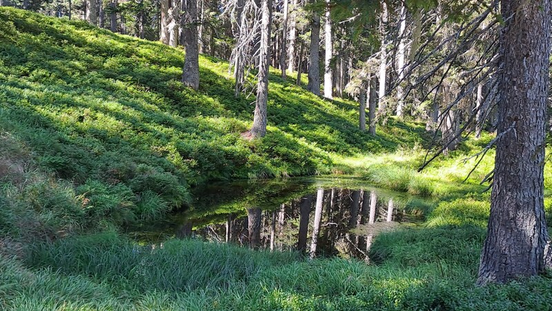 Fünf Millionen Euro werden in der Steiermark allein in den nächsten zehn Jahren in die Wiedervernässung von Feuchtgebieten investiert. (Bild: Bergauer )