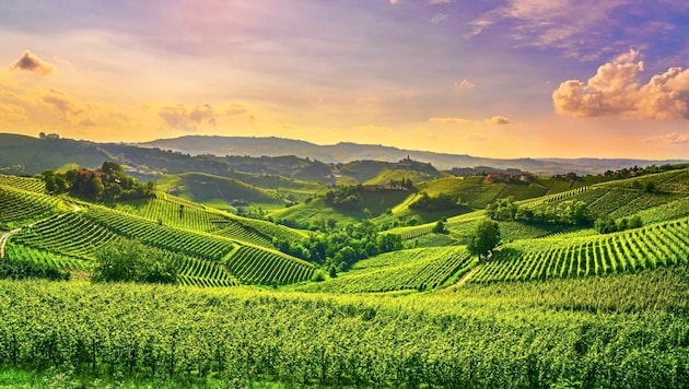 Das Weinbaugebiet Langhe liegt im Piemont. Hier entstehen weltberühmte Weine wie Barolo, Barbera und Barbaresco. Die Preise für ein Hektar Land werden mit unglaublichen drei Millionen Euro beziffert. (Bild: Getty Images/iStockphoto)