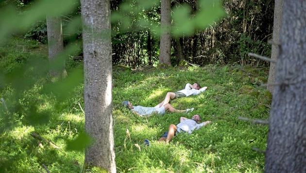 Der Wald ist unser bester Klimaschützer! (Bild: Steiermark Tourismus / ikarus.cc)