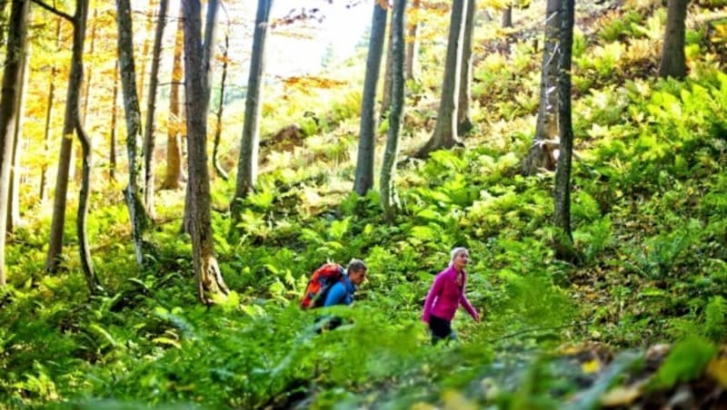 Die Hochsteiermark ist ein Wanderparadies. (Bild: Steiermark Tourismus GmbH)