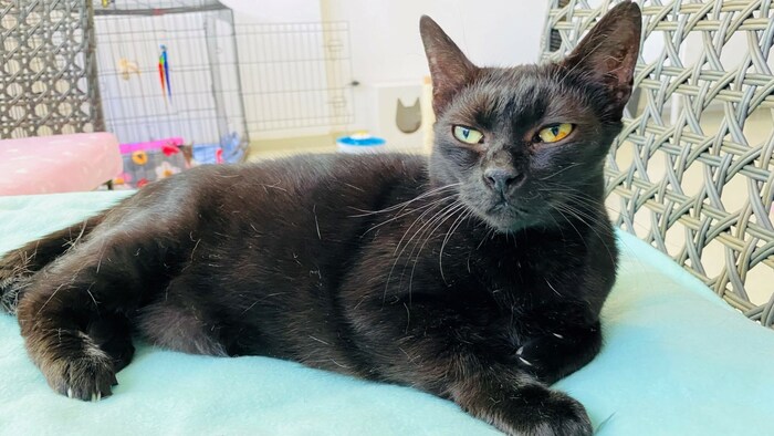 Momo is hoping to find his forever home. 