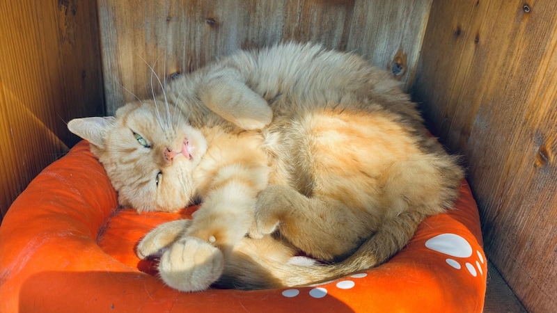 Schützlinge aus unserem Katzenhaus. (Bild: K. Lattermann)