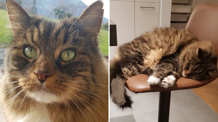 „Balu“ ist abgängig.