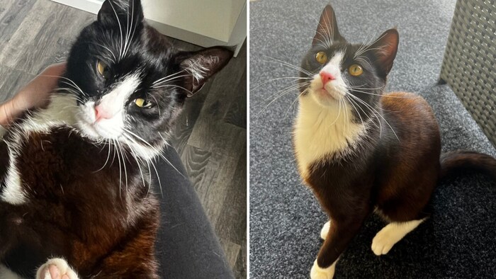 „Momo“ soll wieder heimkehren!