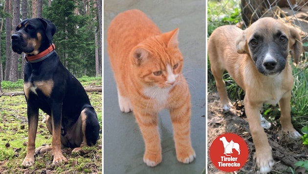 Hunde wünschen sich ein neues Plätzchen, Kater wird vermisst. (Bild: ZVG, TSV Tirol)
