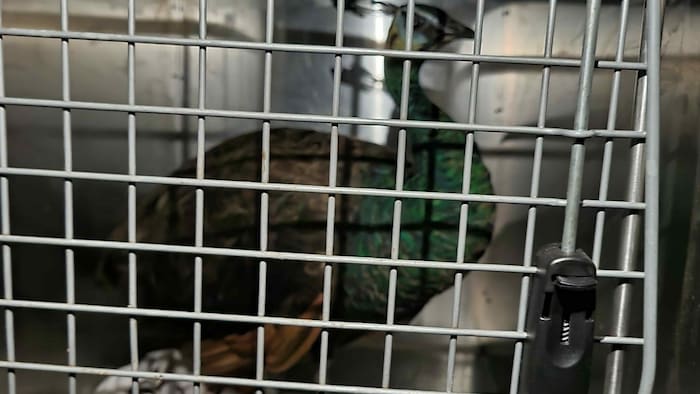 Das Leben in Freiheit ist beendet