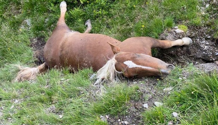 Das schockierendste Wolfsopfer in diesem Jahr: eine Stute in Söll