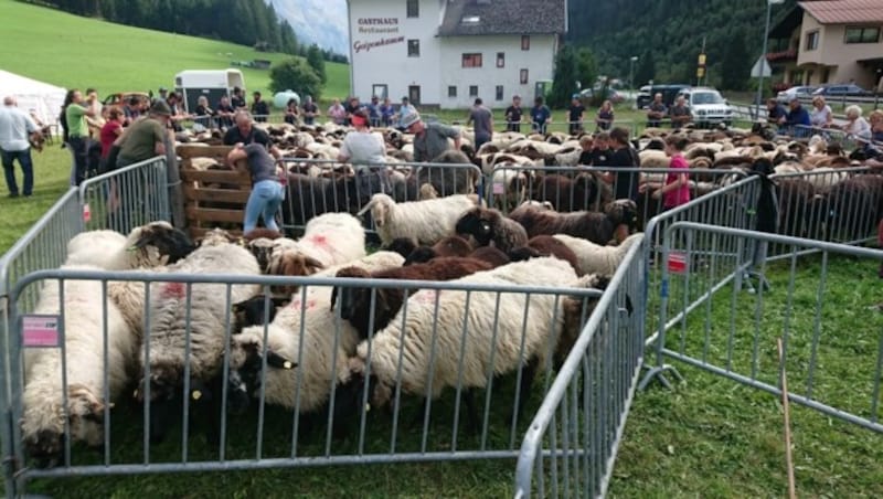 Schafschied in St. Leonhard. Zwei Schafe im Juni waren die einzigen Wolfsopfer im Pitztal. (Bild: Daum Hubert)