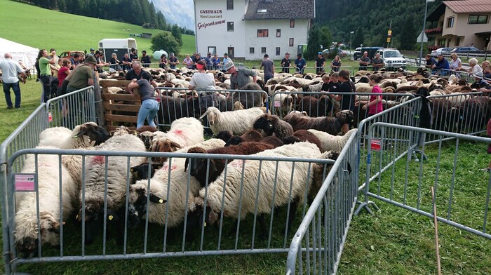 Schafschied in St. Leonhard. Zwei Schafe im Juni waren die einzigen Wolfsopfer im Pitztal.