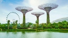 Blickfang in Singapur: die „Bäume“ in Gardens by the Bay (Bild: Fraser Hall)